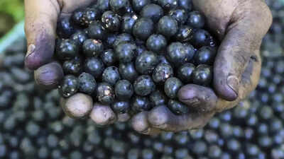 Why Trump’s tariffs could be disaster for Brazil’s acai industry, American consumers