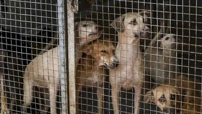 SC order on Delhi stray dogs: Protests erupt in Capital, many detained; Peta slams ‘illogical’ ruling | India News