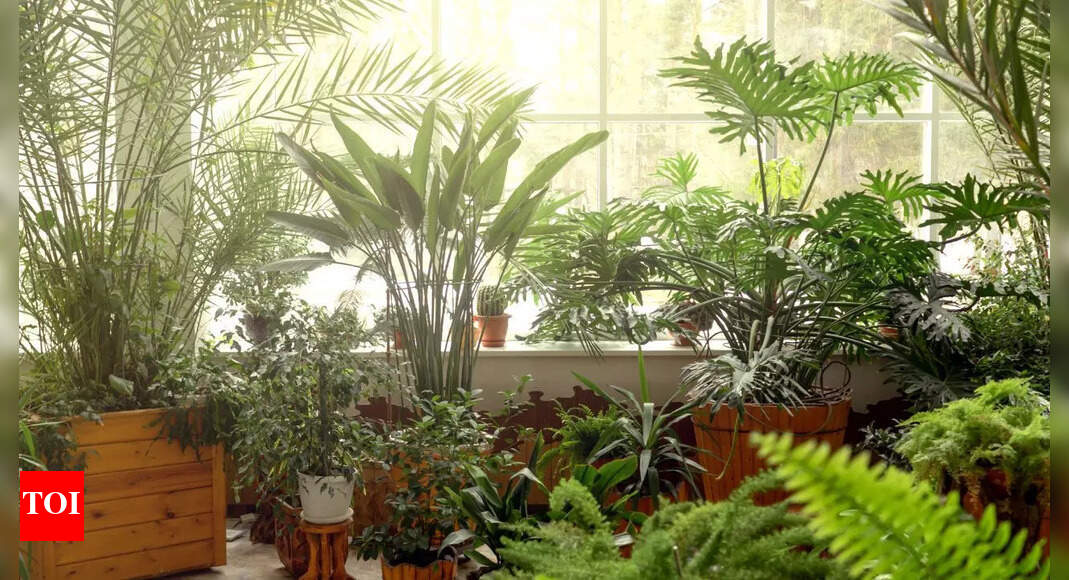 7 health benefits of indoor plants: From reducing stress levels to boosting productivity |