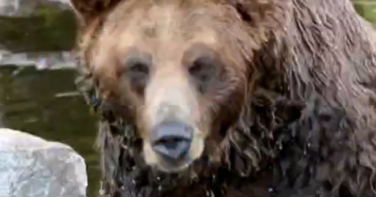 Grizzly bear attacks school group in Canada