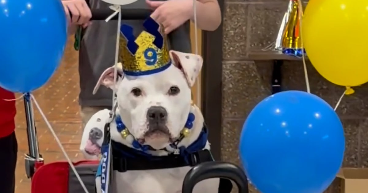 Students celebrates deaf therapy dog’s 9th birthday