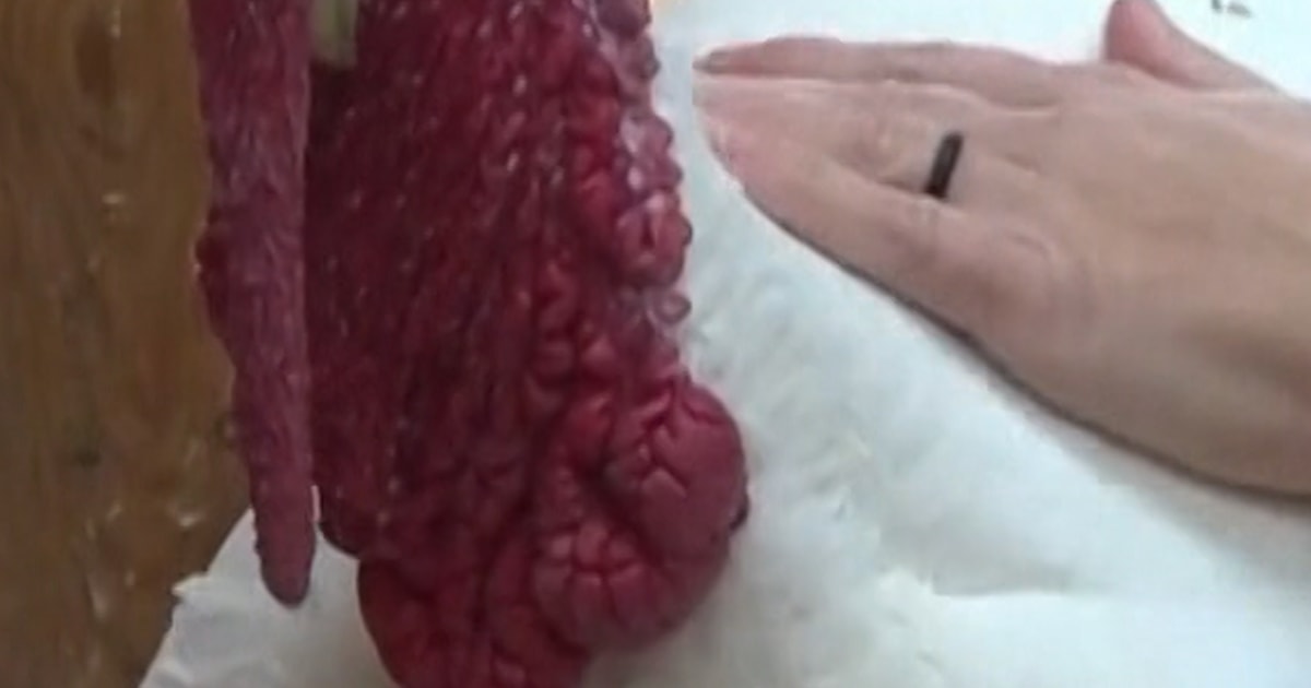 Colorado animal sanctuary lets you sponsor a turkey