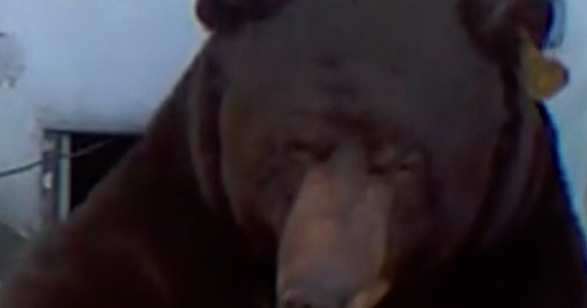 California man finds bear living under his home