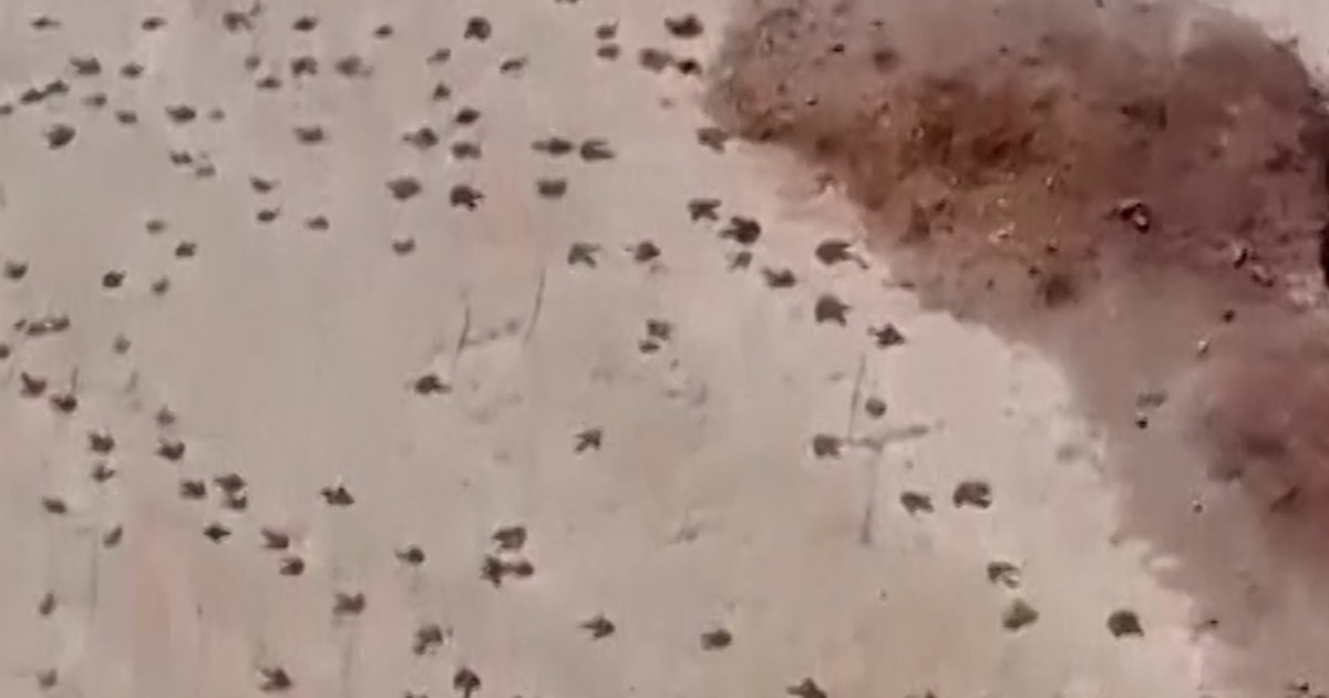 More than 16,000 dinosaur tracks documented in Bolivia