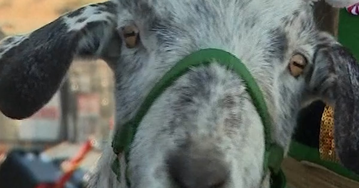 Bell-ringing goat gives back to one Colorado community
