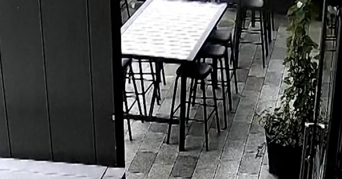 Baby seal walks into a bar in New Zealand