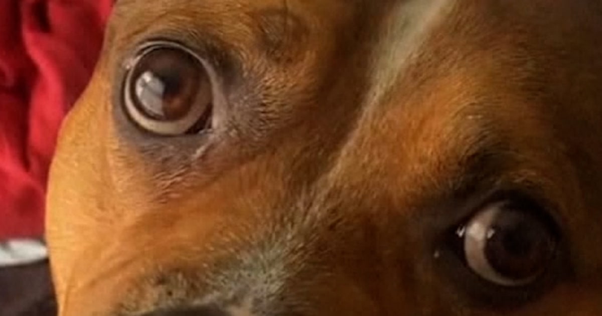 Drone company rescues dog missing for nine days