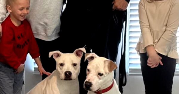 Firefighter adopts puppies he rescued from house fire