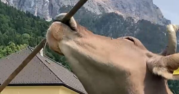 Cow in Austria uses broom to scratch herself