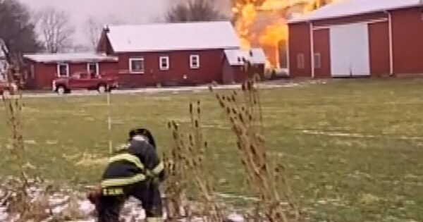 Video shows officers rescuing cows from a barn fire