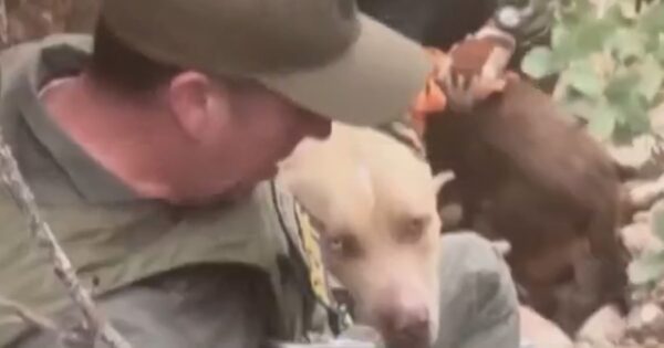 Three dogs rescued from remote California canyon