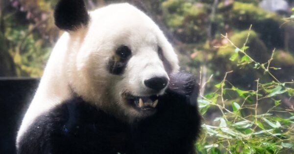 Japan’s last two giant pandas begin trip home to China