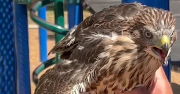 L.A. man who gave alcohol to hawk sentenced for animal cruelty