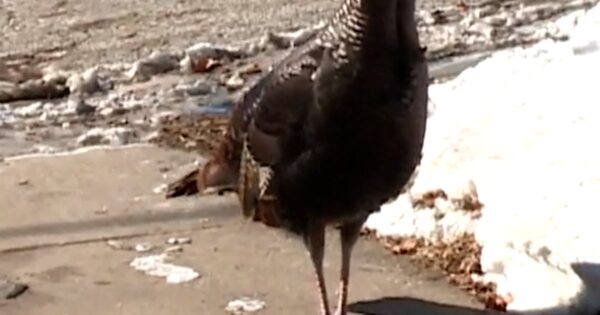 Wild turkeys terrorize Wisconsin town