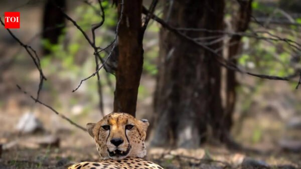 Cheetah crossings into Rajasthan spark debate over letting them settle naturally | Jaipur News