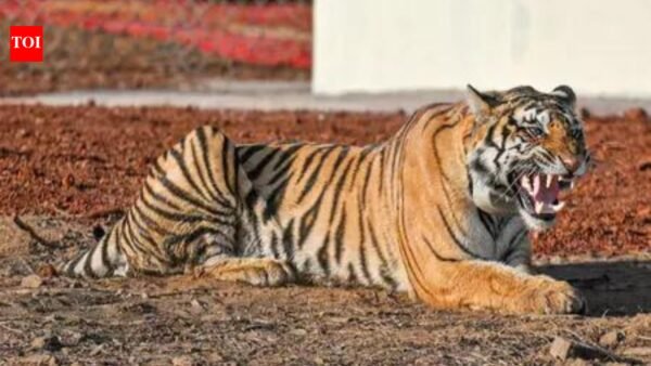 Cub, adult tiger found dead in Kanha Tiger Reserve, Balaghat; toll rises to 23 in MP | India News