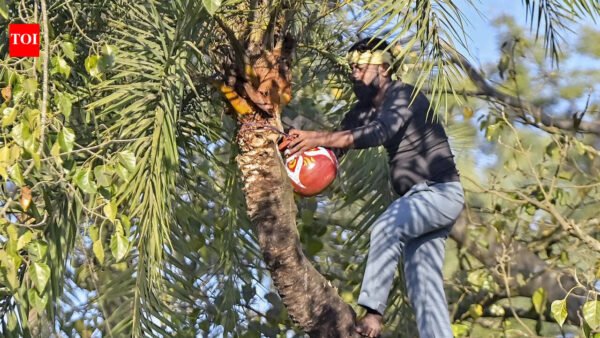 From toddy to neera: A decade after prohibition, Bihar’s fragile transition | Patna News