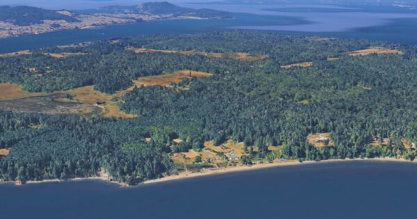 21 dead canines mysteriously wash ashore on Washington state island