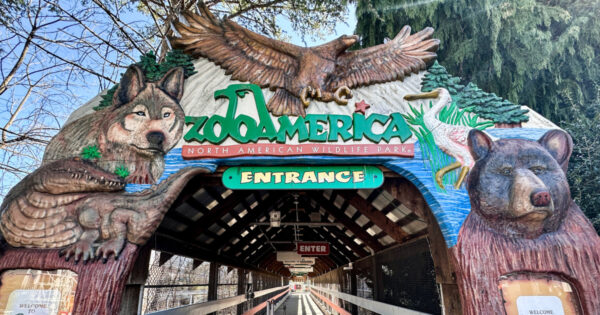 Toddler injured by wolf at Zoo America after crawling under a fence to enclosure