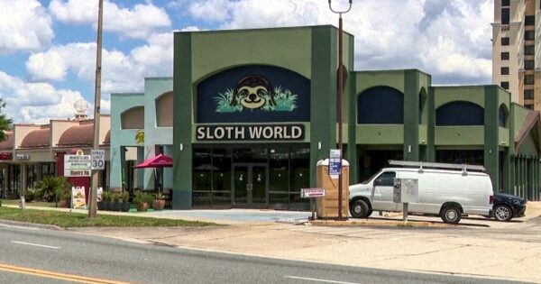 31 sloths meant for Florida ‘slotharium’ attraction die in warehouse or in transit