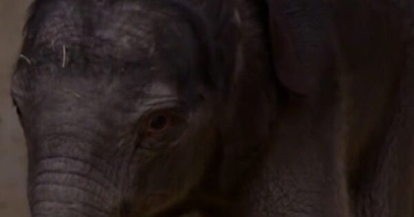 Baby elephant Linh Mai makes debut at the National Zoo