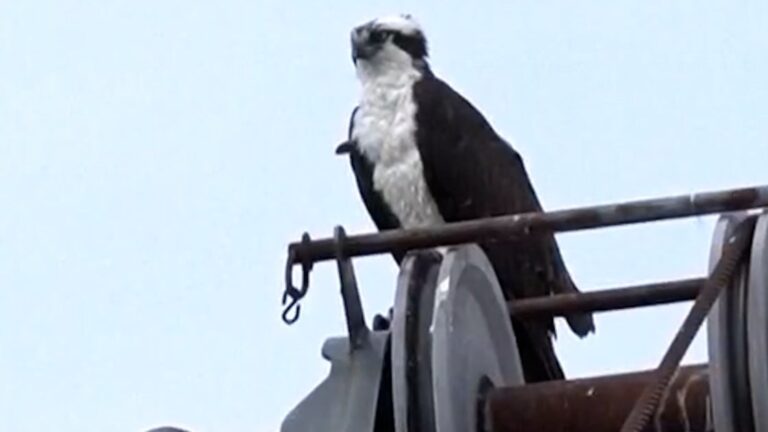 Ospreys halt construction after making a nest on a crane