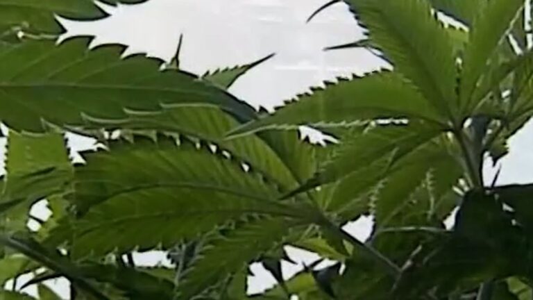 Politicians oppose plan to reclassify medical marijuana