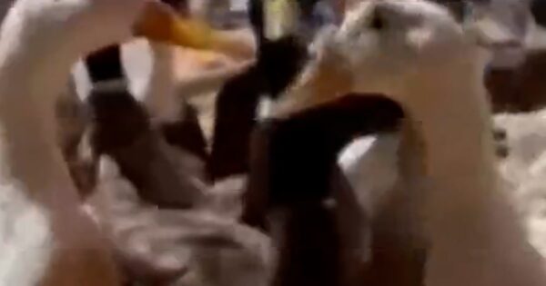 480 rescued ducks up for adoption in California