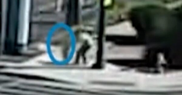 Video captures moment toddler was rescued from traffic