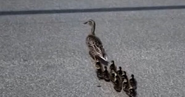 Family of ducks makes 14th annual visit to same school