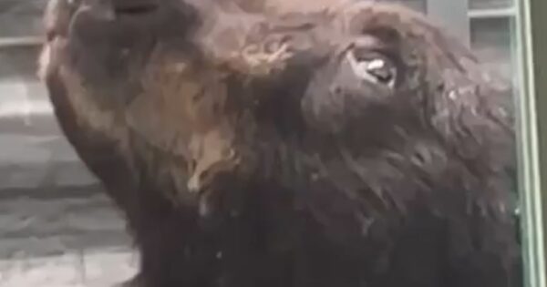 Black bear rescued from basement window well