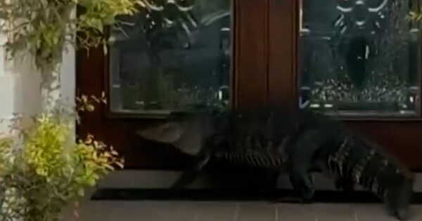 Alligator appears to knock on Florida front door