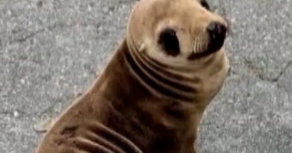 Baby sea lion found wandering near Bay Area highway