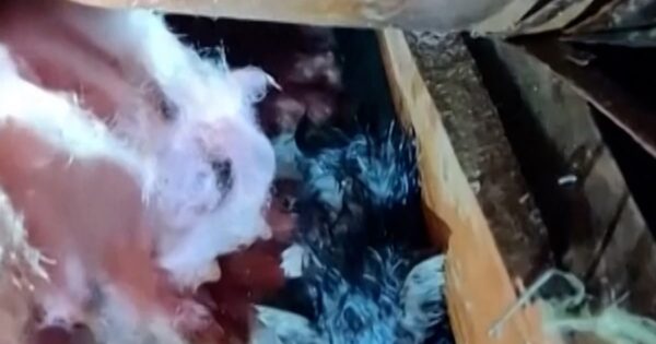 Kitten rescued after Mississippi tornado