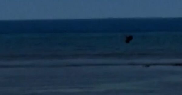 Man throws rock at endangered monk seal in Maui